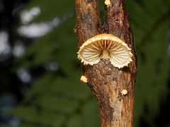 Pleuroflammula praestans