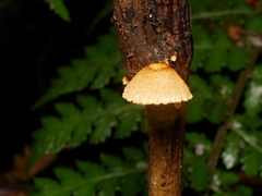 Pleuroflammula praestans