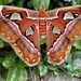Mariposa Atlas - Photo (c) Pankaj Kumar, algunos derechos reservados (CC BY-NC), subido por Pankaj Kumar