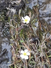 Ranunculus fluitans