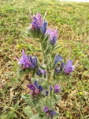 Echium vulgare