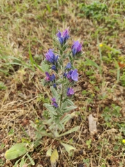 Echium vulgare