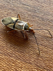 Dysdercus nigrofasciatus