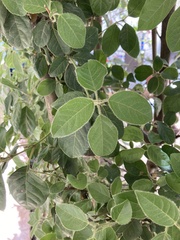 Capparis zoharyi