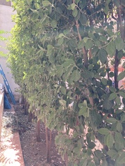 Capparis zoharyi