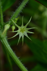 Actinostemma tenerum