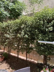 Capparis zoharyi