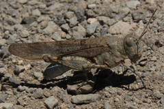 Sphingonotus willemsei