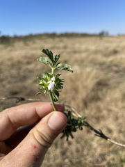 Leucas sexdentata