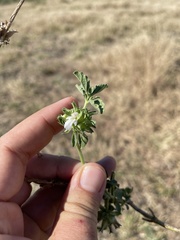Leucas sexdentata