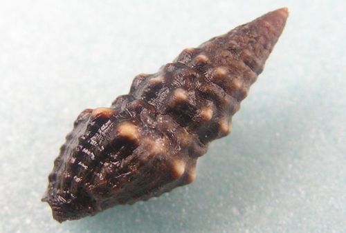 Crassispira