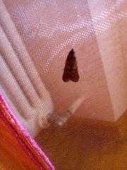 Plodia interpunctella