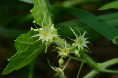 Actinostemma tenerum