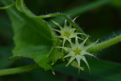 Actinostemma tenerum