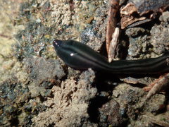 Kontikia ventrolineata