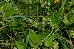 Actinostemma tenerum