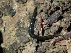 Kontikia ventrolineata