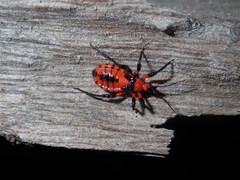 Tegea atropicta