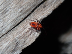 Tegea atropicta