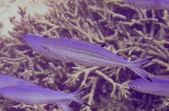 Caesio varilineata