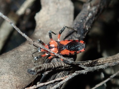 Tegea atropicta