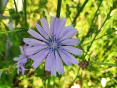 Cichorium intybus