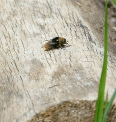 Merodon equestris