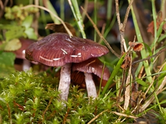 Thaxterogaster submagellanicus