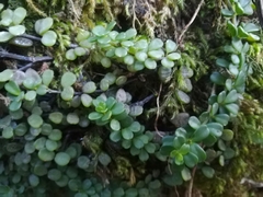 Peperomia berlandieri