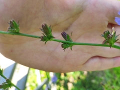 Cichorium intybus