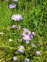 Cichorium intybus