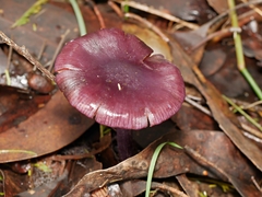 Thaxterogaster submagellanicus