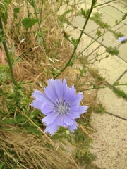 Cichorium intybus