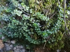 Peperomia berlandieri