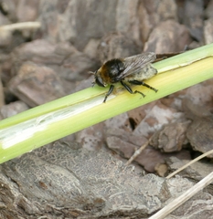 Merodon equestris