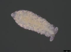Pseudachorutinae