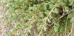Pultenaea involucrata