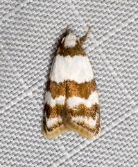 Heteroteucha dimochla