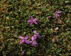 Silene acaulis exscapa