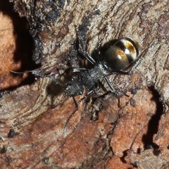 Polyrhachis vermiculosa