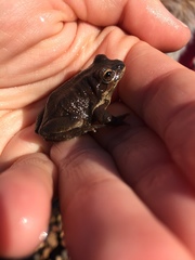 Pseudacris streckeri