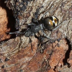 Polyrhachis vermiculosa