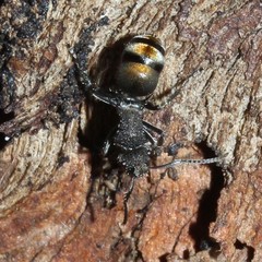 Polyrhachis vermiculosa
