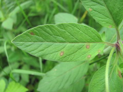 Lysimachia punctata