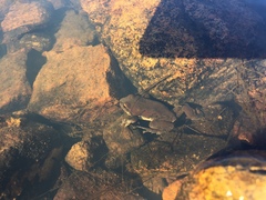 Pseudacris streckeri