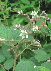 Rubus hirtus