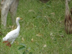 Bubulcus ibis image