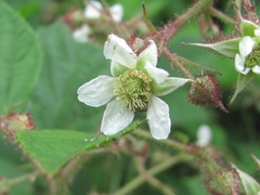 Rubus hirtus