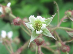 Rubus hirtus