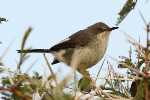 Maasai apalis